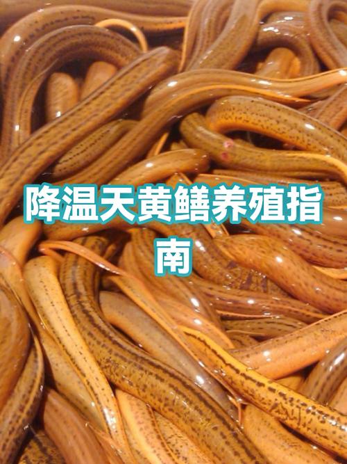 农村黄鳝养殖记录视频播放