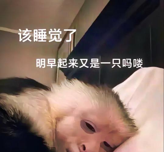 睡觉给自己乐醒了