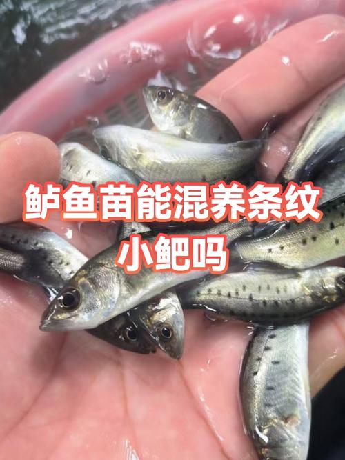 小耙鱼混养最佳搭配