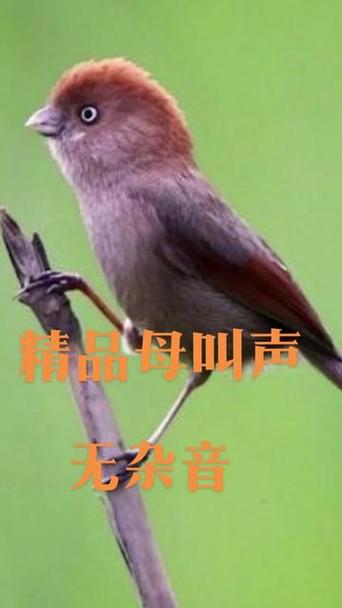 鸟音200首