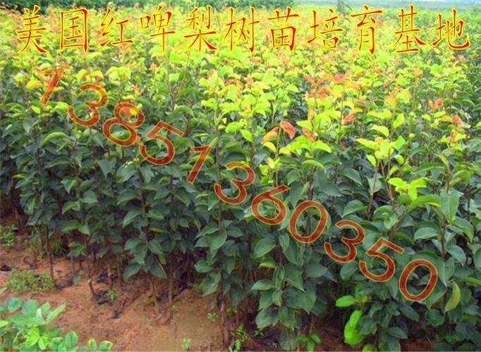 淘宝上卖果树苗对版的有哪家