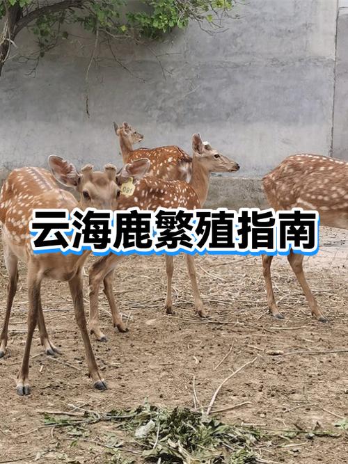 云海鹿配种表