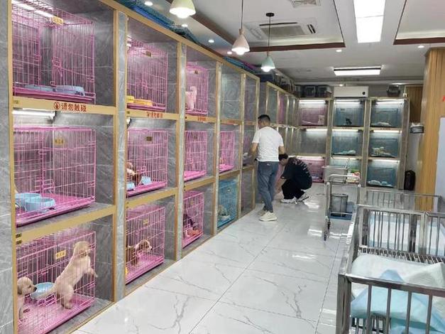 宠物连锁店十大排行榜