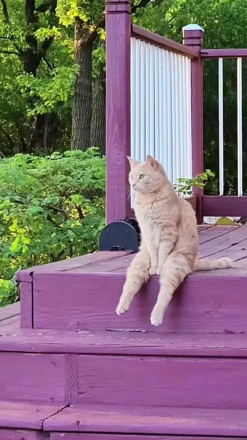 猫咪会模仿人的行为吗