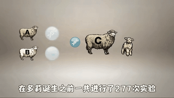 多莉的口头禅