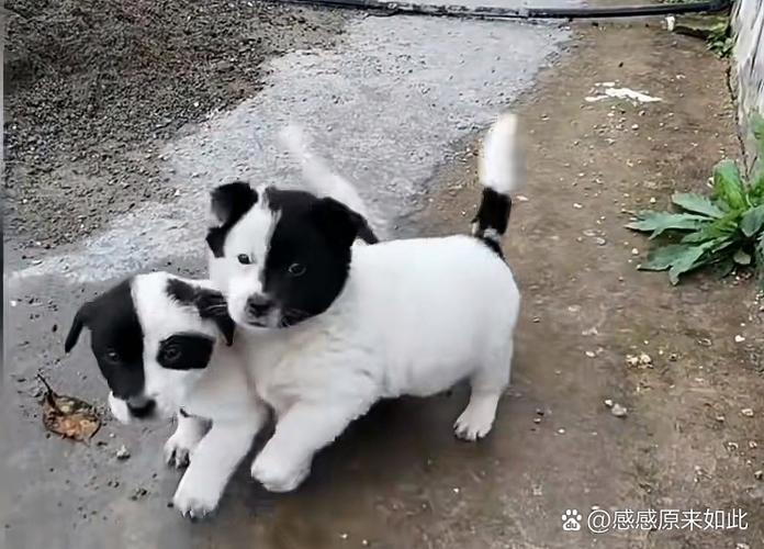 黑白双煞是什么意思