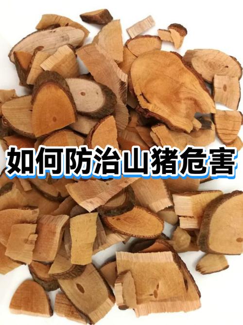 山猪属于国家保护动物吗