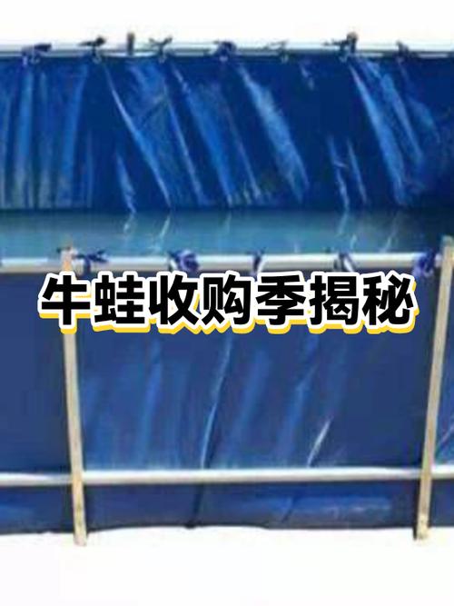 今日牛蛙收购价格表