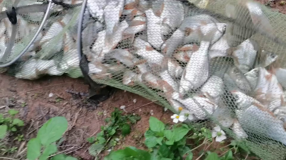 改良梅州钓法钓鲫鱼鲤鱼