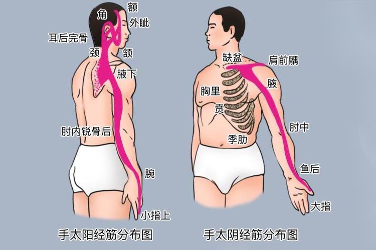 十二经筋高清图