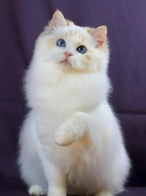 猫咪布偶