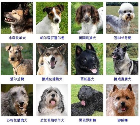 常见宠物犬20种