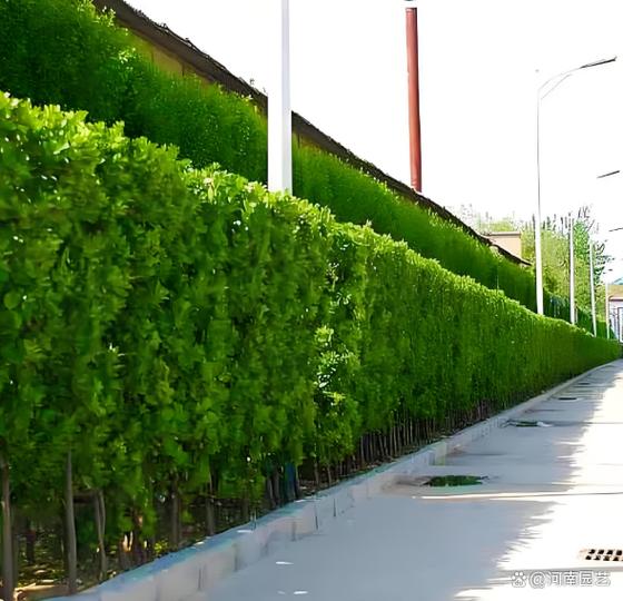 围墙最旺三种植物