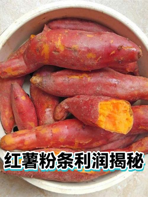 加工红薯粉条的利润