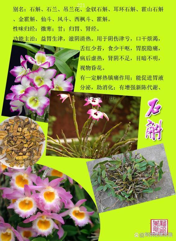 石斛的功效与作用