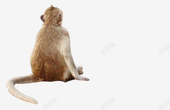 猴子背影图片游戏截图