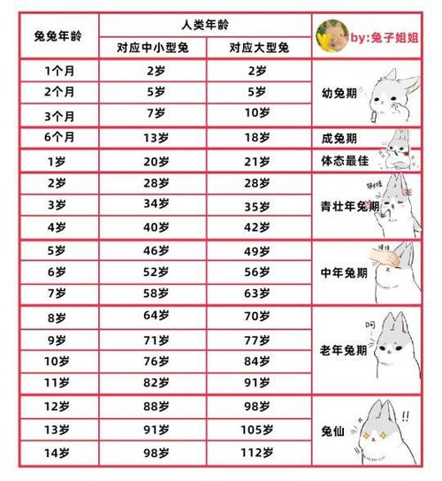 兔子可以活几年