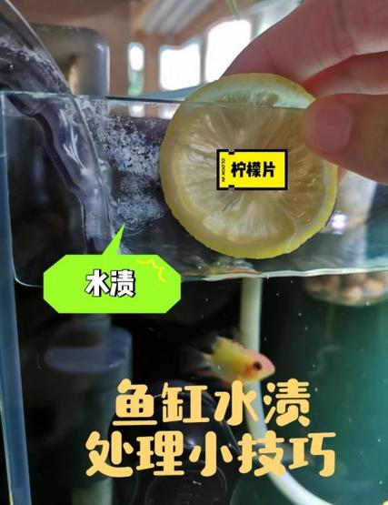 鱼缸水腥臭怎么去除