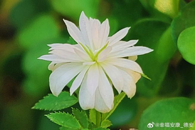 花魁的雅称是什么