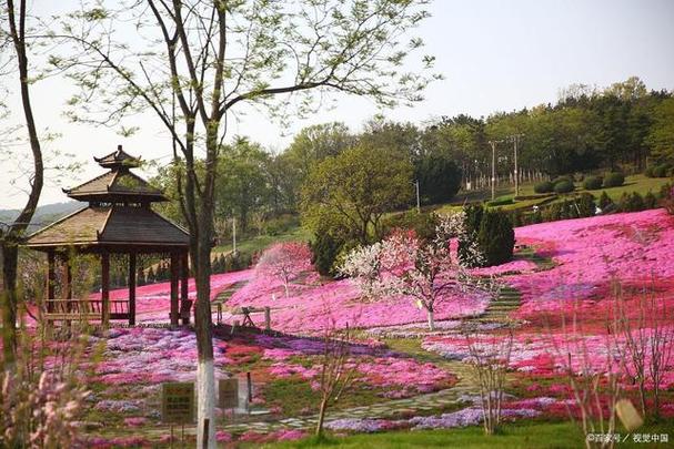 樱花岛攻略