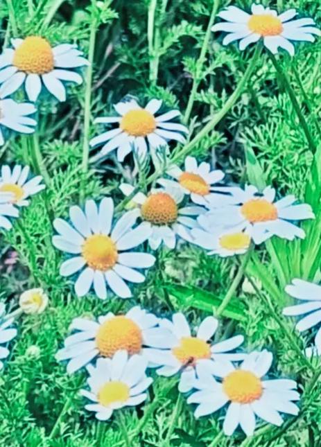 抖音小雏菊符号怎么打出来