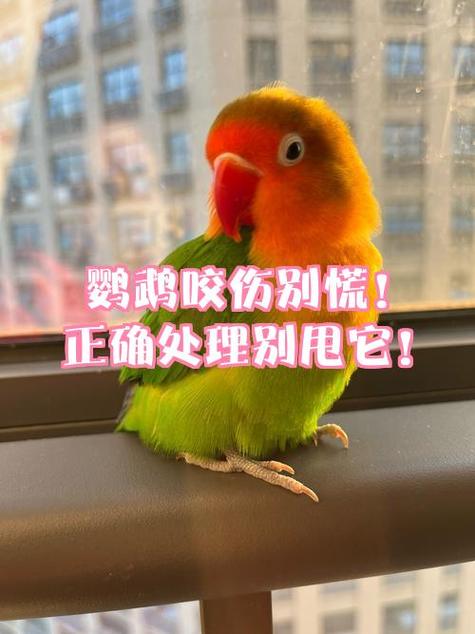 鹦鹉不吃食的解决方法