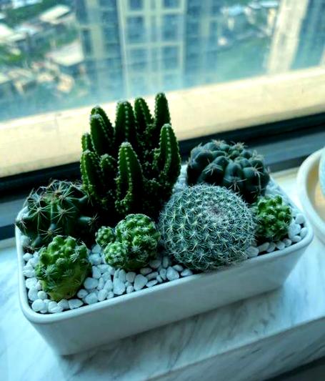 植物