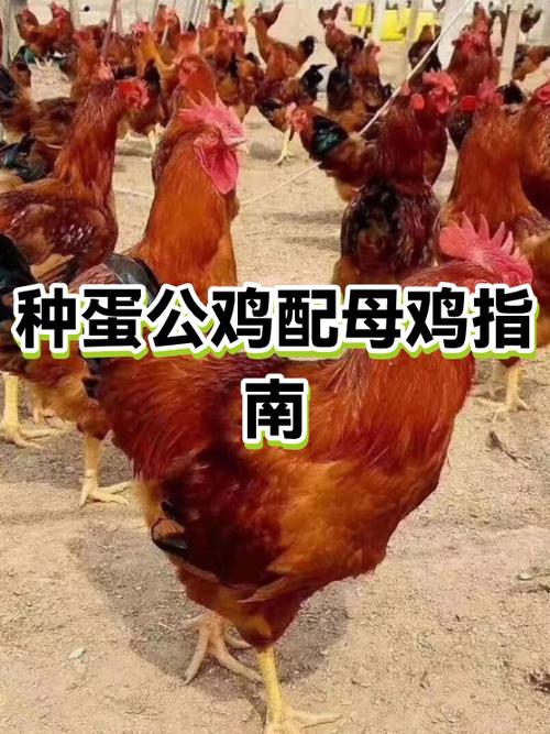 鸡肉熟了是粉红色正常吗图标