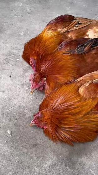 鸡属于啥仙
