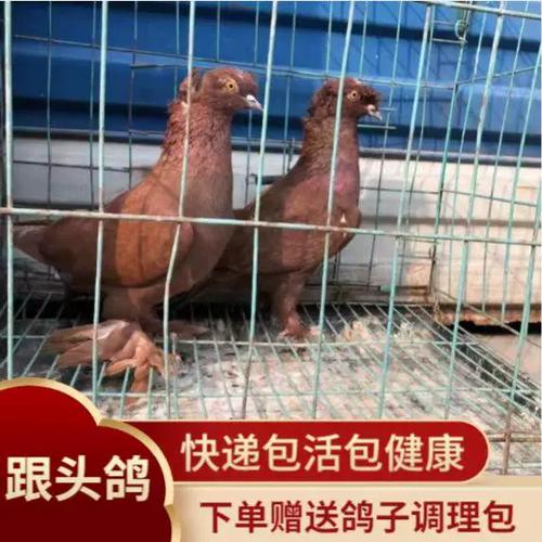 翻翻鸽是什么图标