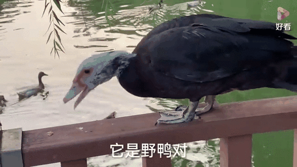 花鸭是什么鸭