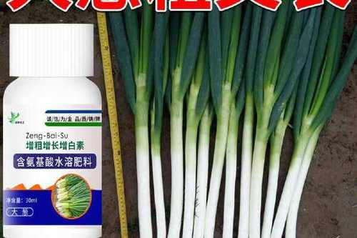 种大葱用什么肥料最好