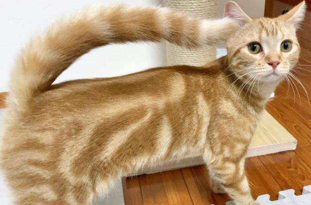 猫躺着尾巴一甩一甩的在干嘛