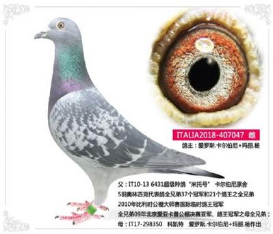 谷歌免费查鸽网信鸽