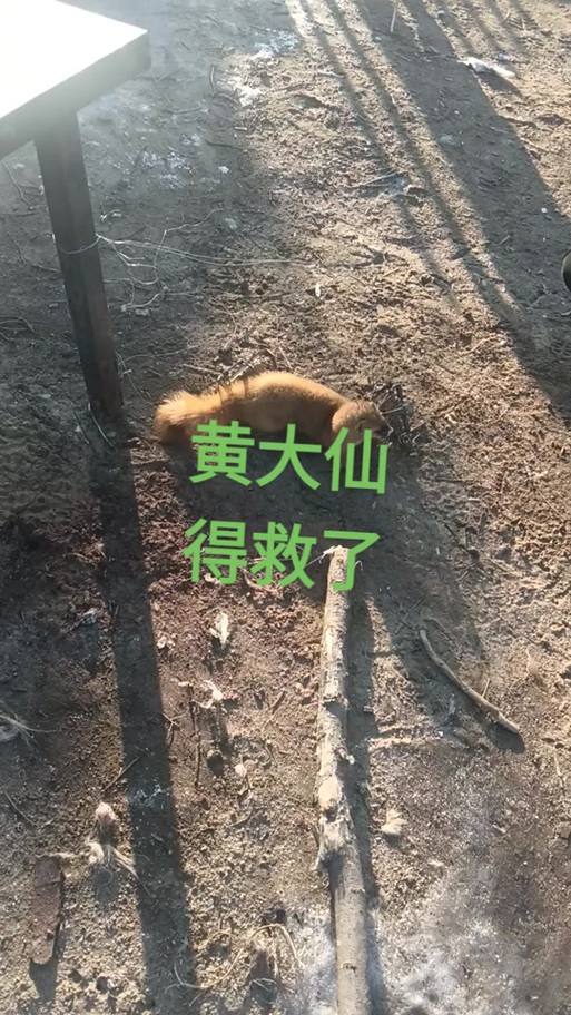 大悟张大仙真实故事
