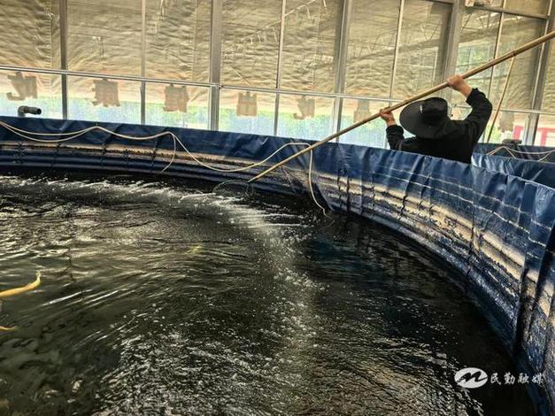 箱体养鱼方式技术