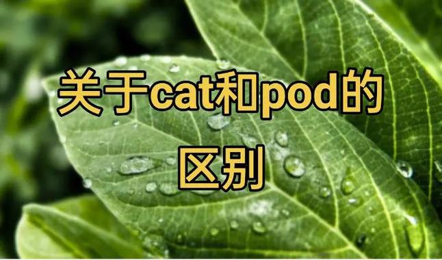 cat在医学上代表什么