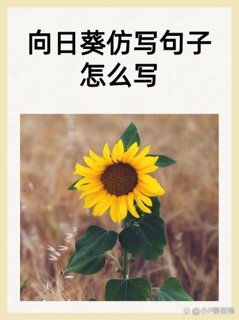 赞美向日葵花的优美句子