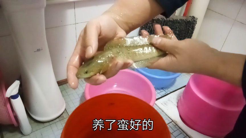雷龙和锦鲤能混养吗