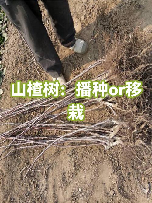 附近有果树苗圃基地吗