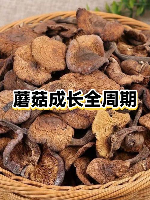 百度蘑菇成长9:1