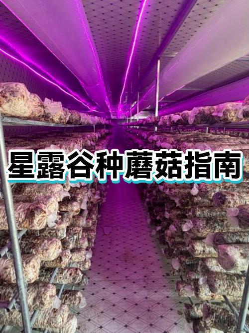蘑菇农场的攻略