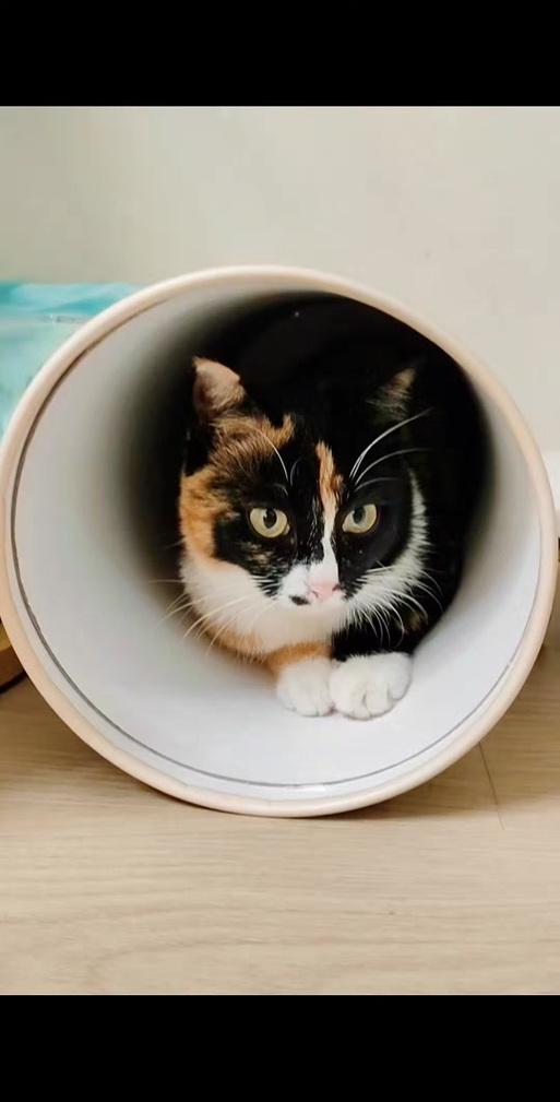 猫猫视频小猫猫视频缩略图