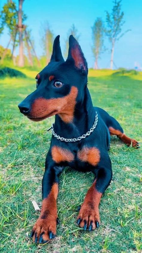 十大最漂亮小型犬
