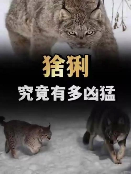 猞猁杀狼