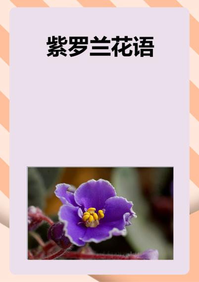 紫罗兰的花语截图