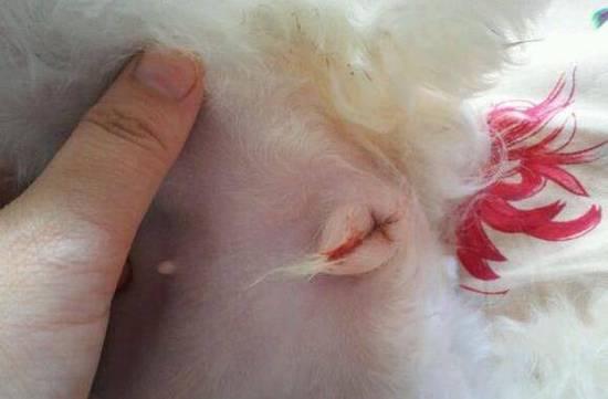 金毛母犬外阴直径几厘米