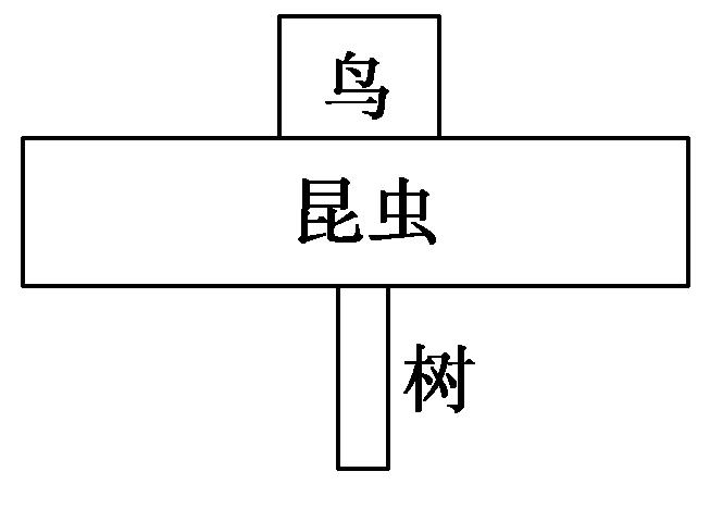 能量流经第二营养级示意图