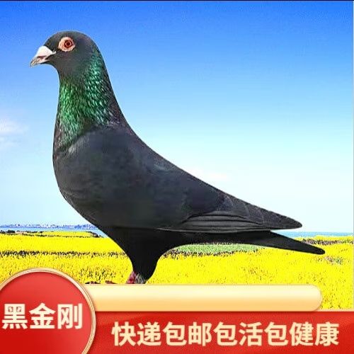 黑鸽子血统有哪些