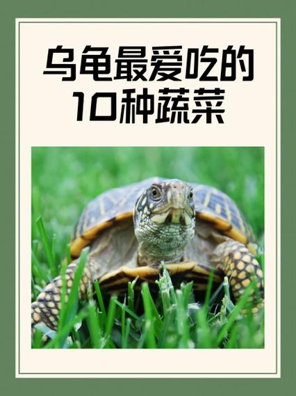 乌龟喜欢吃什么游戏截图